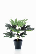 Fatsia in plastic pot 9lvs 30cm